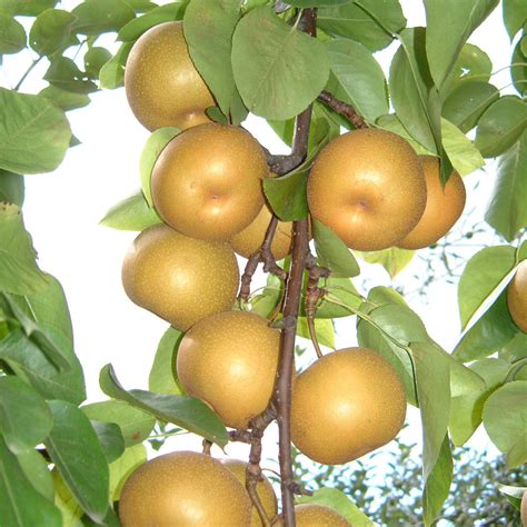 Our catalogue contains about 150 varieties/form of. Quality Fruit Trees For Sale | Buy Online | Blackmoor ...