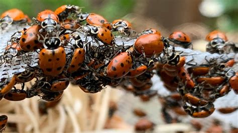 Unlike most pesky bugs that you want to purge from your garden, ladybugs live up to their cute little name. Releasing Ladybugs Into the Garden - YouTube