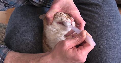 You will have no problem continuing to do so. How To Brush Your Cat's Teeth - Cole & Marmalade