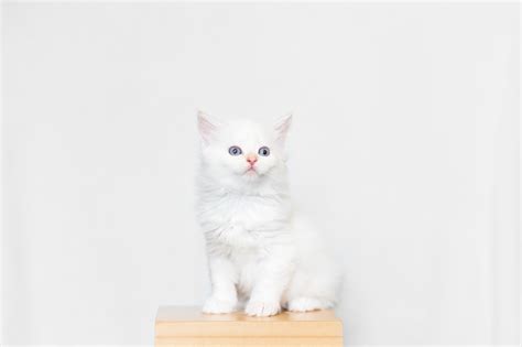 Colorado Siberian Cats - Colorado Siberian Cats Website