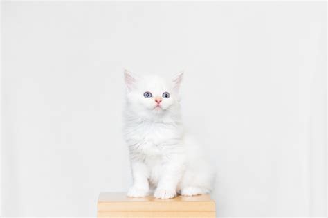 Most of our most popular cats get applications very quickly but we do have a lot of kitties available and coming in regularly. Colorado Siberian Cats - Colorado Siberian Cats Website