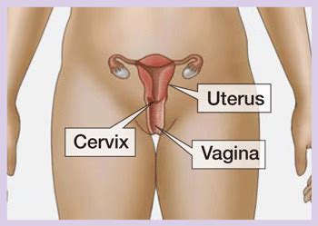 Whether you're checking your cervix for ovulation, during pregnancy, or simply out of curiosity, there are steps you can take to locate and record the position of. What Happens to Your Cervix When Pregnant? - New Kids Center