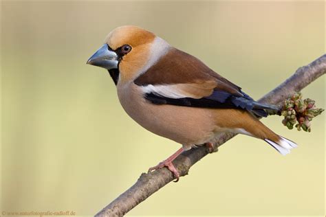 Buchfink der kleine kerl lässt sich regelmäßig bei uns kein wunder, ist ja auch der häufigste vogel und auch ein gutes motiv, um mich an meine neuen polies zu gewöhnen von selmer. ~Der König der Finken~ Foto & Bild | tiere, wildlife, wild ...