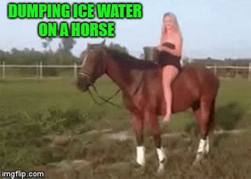 A black horse shows you have energy that needs to move into your life in a positive manner. Ice bucket challenge fail for Fail Week From Aug 27th ...