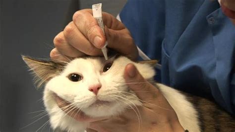 A cat eye infection is an uncomfortable and potentially dangerous ailment for your cat. 4 Tips on How to Give your Cat Eye Drops