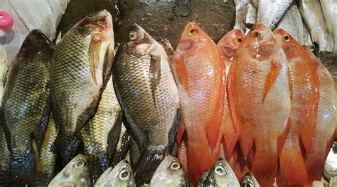 Siapa sih yang tidak kenal dengan nila, salah satu jenis ikan air tawar yang memiliki rasa gurih dan. √ Update Daftar Harga Ikan Nila Terbaru Hari Ini September 2020