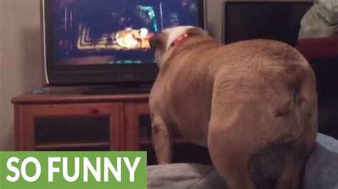 Character names for english bulldogs. English Bulldog warns girl on TV during horror movie - YouTube