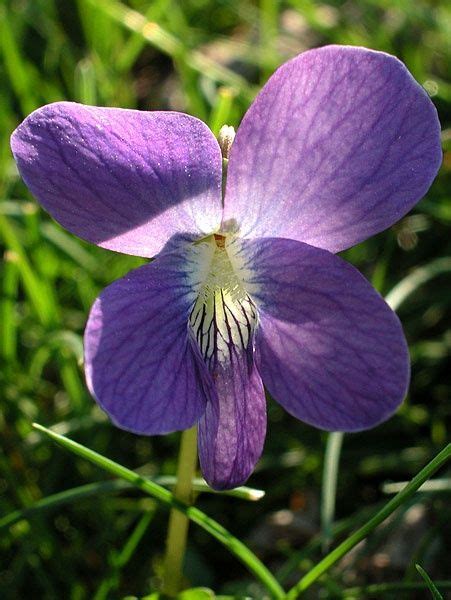 The green leaves and purple or violet hued flowers grow on. NEW JERSEY STATE FLOWER | Flowers, New jersey, States