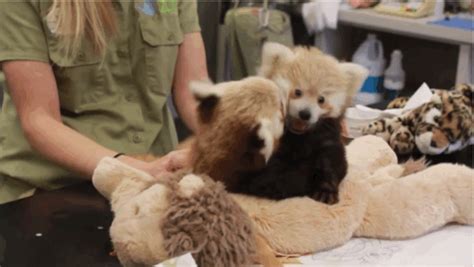 01 they are solitary animals and only go in pairs during the. "We were about to go get a coffee when we realized..." | Animals beautiful, Panda