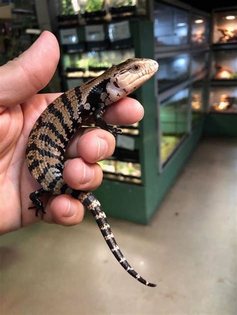 Red eye crocodile skink (tribolonotus gracilis). z OUT OF STOCK - BLUE TONGUE SKINK - HALMAHERA, CH babies ...