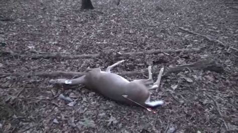 Killing them naturally white, distilled vinegar may also work well because vinegar is a natural acid and burns the roots. Self filmed bow kill of Pokeweed muncher. - YouTube