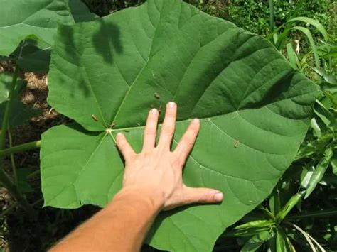 In japan it is the emblem of the prime minister and is associated with good fortune. Paulownia elongata / Royal Empress tree questions. (trees ...