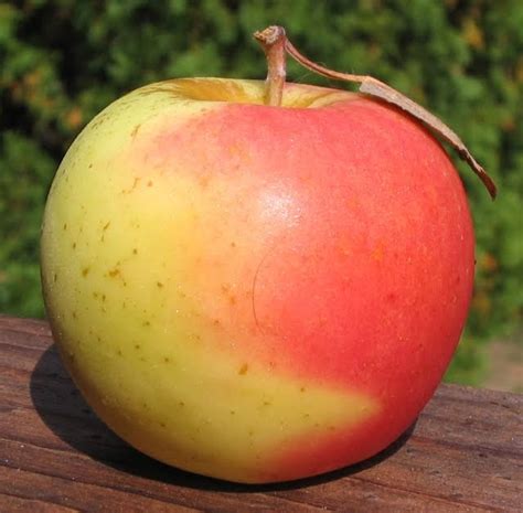 Your tastes, if different, are. Adam's Apples: Lucky Rose Golden