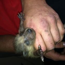 2941 restaurant, falls church, va. Raccoon Trapping, Removal and Control