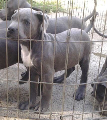 Maybe you would like to learn more about one of these? UKC PR Pitbull Puppies for Sale in Sacramento, California ...