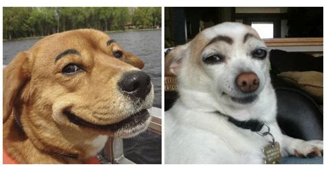 Ces chiens n'auront même rien à faire pour vous faire sourire. Drôle et cute : ces chiens avec des faux sourcils sont ...