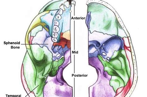 Omental foramen or epiploic foramen or foramen of winslow or additus to lesser sac 【at t5 level】 (note: Occipitus - Posts | Facebook