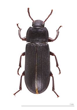 The larvae are minor pests, but they are also widely reared and sold as pet food.3. Tenebrioninae — Википедия