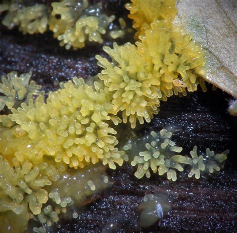 Click to close image, click and drag to move. Yellow Ceratiomyxa Slime Mold With Springtails | Grover ...