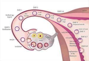 Kerana di waktu subur ini ovari mengeluarkan ovum dari ovari untuk bersenyawa dengan sperma, dan ovum ini hanya 'hidup' paling lama selama 24 jam sahaja. Waktu Subur Isteri - Anda Suami Perlu Faham Kitaran Haid