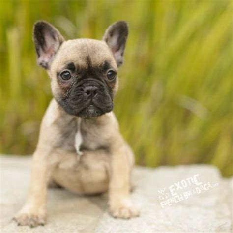 How much are southern california french bulldog puppies for sale? Blue French Bulldog Puppy For Sale- French Bulldog California