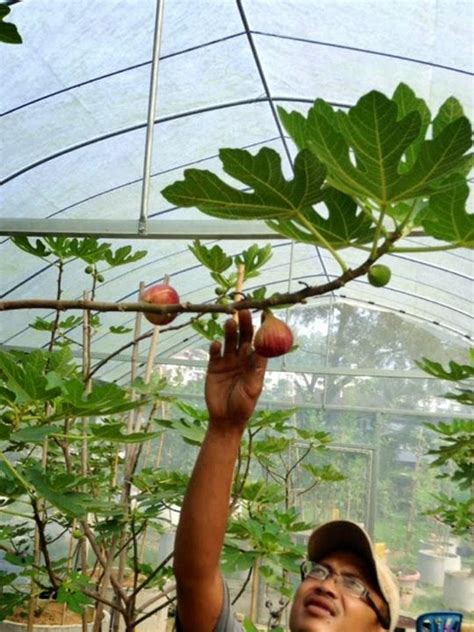 The yield of fruits harvested from the primary shoots between. Figs Photo Collection Around the World: Figs : MASUI ...