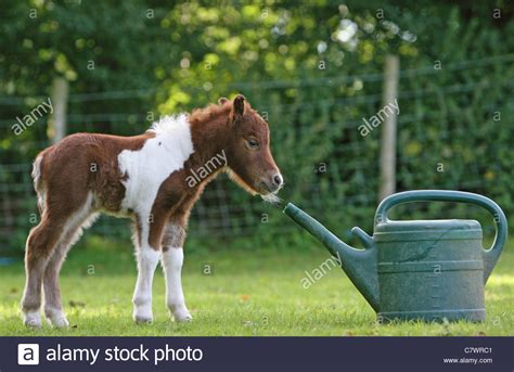 Dies ist eine begriffsklärungsseite zur unterscheidung mehrerer mit demselben wort bezeichneter begriffe. Falabella Pony Stockfotos & Falabella Pony Bilder - Alamy