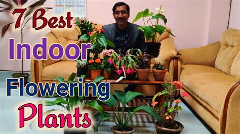 We did not find results for: 7 Best Flowering Plants you can grow them indoors - YouTube