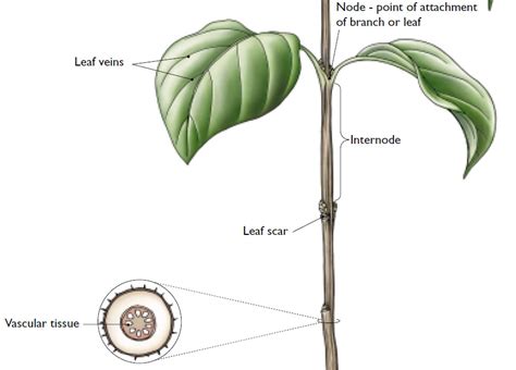 Limau kasturi juga dikenali dengan pelbagai nama seperti calamansi, acid orange. MyGarden: Penjagaan dan Pemeliharaan Pokok Limau Kasturi