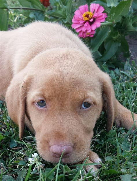 All of our labrador retriever puppies come with their first set of shots, complete physical by a licensed veterinarian and have been dewormed. Brandy - a female puppy Labrador Retriever for sale in ...