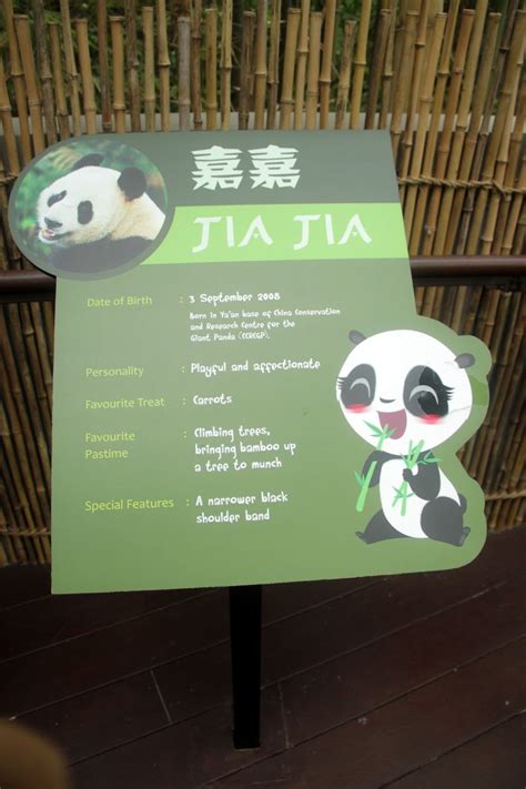 Singapore is the ninth country to receive panda loans from china. Saw Jia Jia & Kai Kai at Singapore's River Safari ...