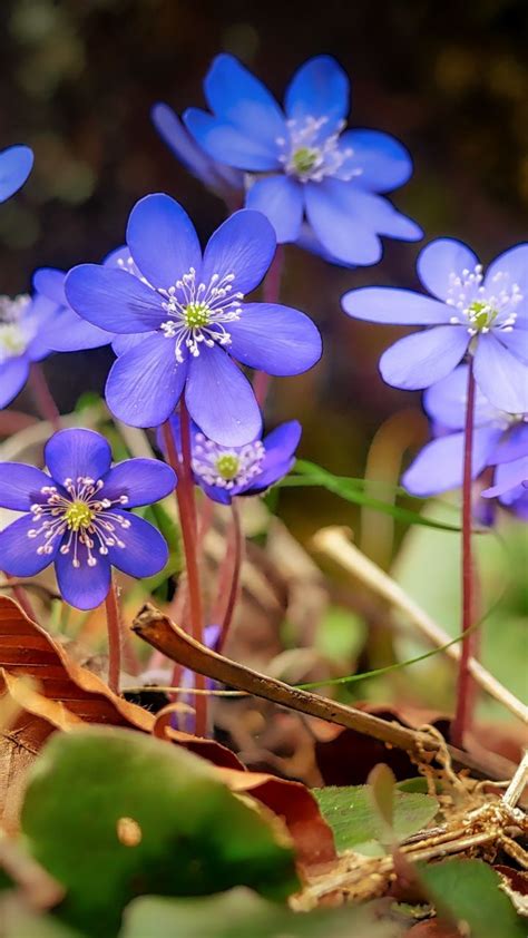 The deep blue color is especially prominent when the plant is in bud. Spring, blue, wild flowers, leaves, 720x1280 wallpaper ...