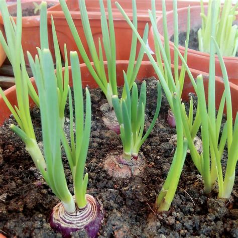 Manfaat daun bawang tak hanya menyedapkan rasa. Mudah Aje Nak Tanam Pokok Daun Bawang. Confirm Jadi! - KELUARGA