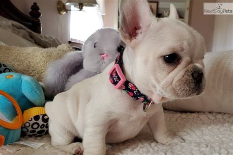 The most exotic color on this particular breed , beautiful french bulldog isabella full suit (female), call us to get more info , satisfaction guarantied ‼️, worldwide shipping. Cookie: French Bulldog puppy for sale near Springfield ...
