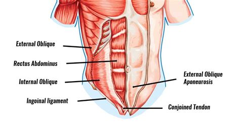Anatomy of the human body. Gilmore's Groin - Symptoms, Causes, Treatment & Surgery.