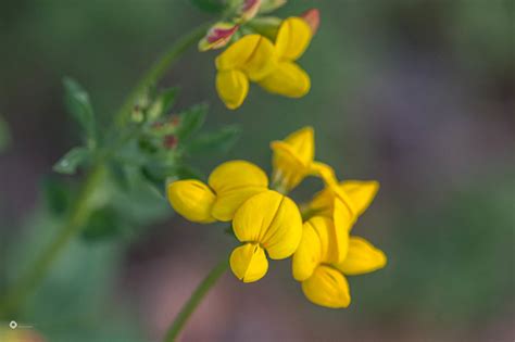 Maybe you would like to learn more about one of these? Maine Wildflowers - Your source for identifying ...