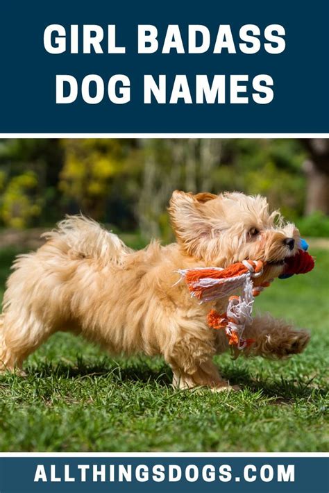 Check spelling or type a new query. Girl Badass Dog Names | Girl dog names, Cute girl dog ...