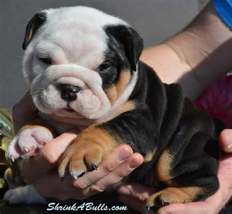 Please contact us with a phone call if. AKC blue tri English bulldog puppies for sale, purple ...