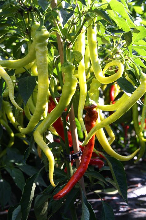 See more of spiral on facebook. Spiral-Chili - Blu - Kräuter & Gemüse - So gesund kann ...