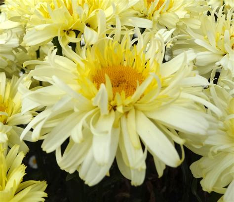 Click here to find out more. Leucanthemum REALFLOR® 'Real Charmer' | Unique plants, Plants