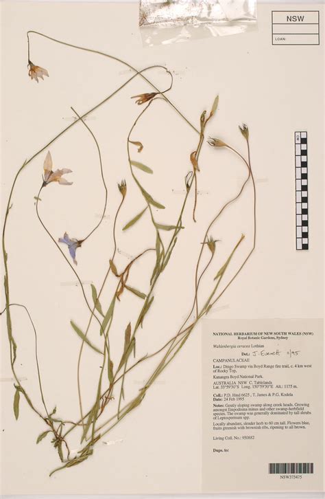 The perennial herb typically grows to a height of 0.1 to 1.1 metres (0 to 4 ft). PlantNET - FloraOnline