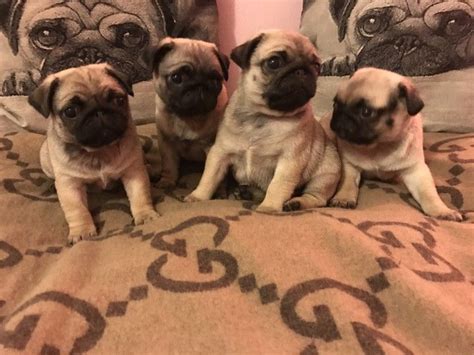 Earn points & unlock badgeslearning, sharing & helping adopt. Pug Puppies For Sale | Chicago, IL #186481 | Petzlover