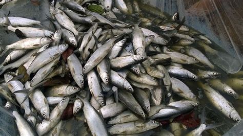 Ikan patin merupakan salah satu jenis ikan air tawar yang banyak dicari oleh masyarakat. Jenis-jenis Ikan Laut yang Populer Untuk Dikonsumsi | KepoGaul