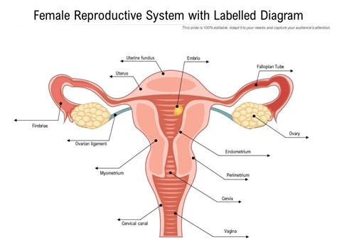 Our labeled diagrams and quizzes on the female reproductive system are the best place to start. Female Reproductive System With Labelled Diagram ...