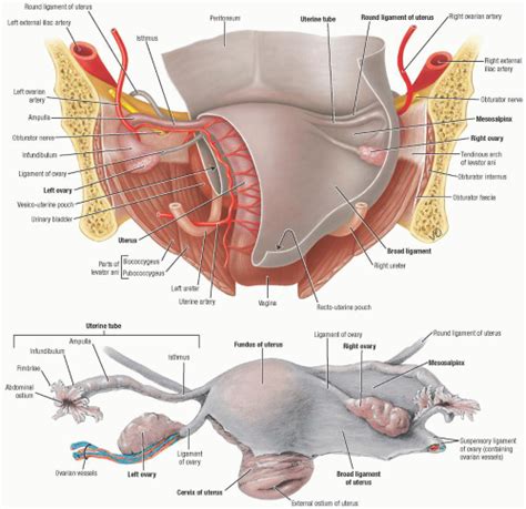 I know, this one is very subjective but some words would meet all the criteria and still not feel right for the purpose of mnemonic encoding. Point-of-Care Sonography in Gynecology and Reproductive ...