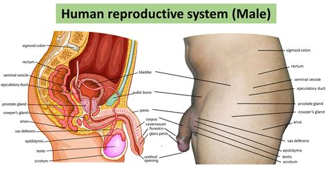 It includes a pair of testes along with accessory ducts, glands and the external genitalia. File:Human reproductive system (Male).jpg - Simple English ...