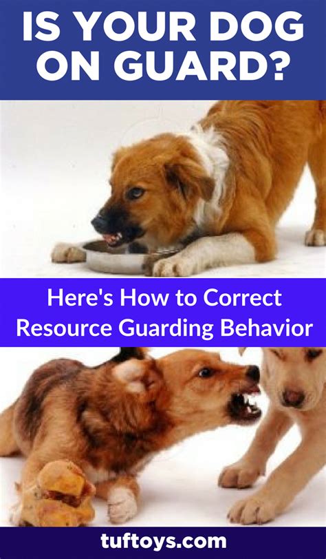 My dog is resource guarding almost everything. How to Correct Resource Guarding Behavior | Aggressive dog ...