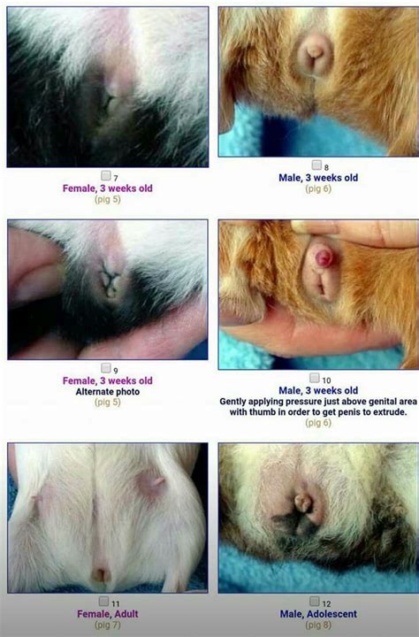 Budgies naturally breed in the rainy season, so remember to. Pin by Maria Bennett on Stuff for "spike" | Hedgehog care ...