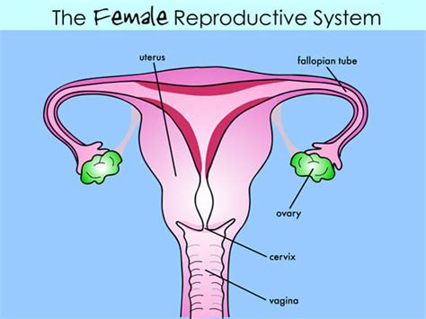 This will keep it quiz when enabled when you pick a part rather than displaying the part's name a multiple choice. According to a Shameful New Study, Half of All Men Don't Know Where the Vagina Is Located - Maxim