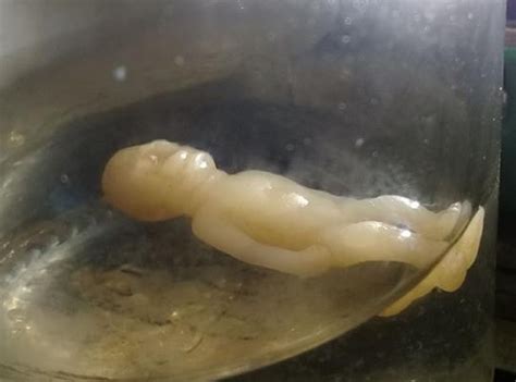 Pupet is called tuyul ghost which is famous as the ghost that can make some one be rich because it collect a lot of money from to the owner by steal or thieft the money. Breaking News: Nyata, Makhluk Diduga Tuyul Ditangkap Warga ...